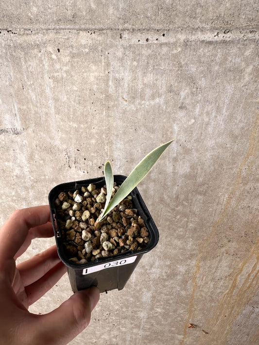 【現品限り】ブーファン・ディスティチャ【I30】 Boophane disticha