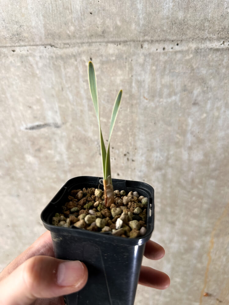 【現品限り】ブーファン・ディスティチャ【I30】 Boophane disticha