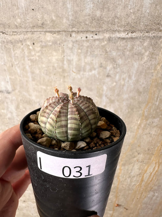 【現品限り】ユーフォルビア・オベサ【I31】 Euphorbia obesa