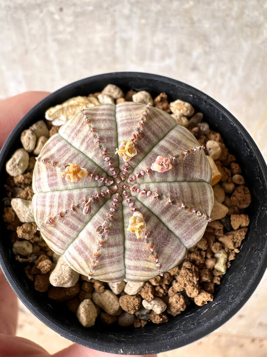 【現品限り】ユーフォルビア・オベサ【I31】 Euphorbia obesa