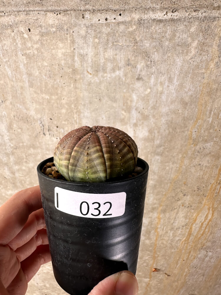 【現品限り】ユーフォルビア・オベサ【I32】 Euphorbia obesa