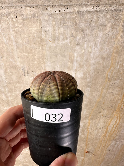 【現品限り】ユーフォルビア・オベサ【I32】 Euphorbia obesa