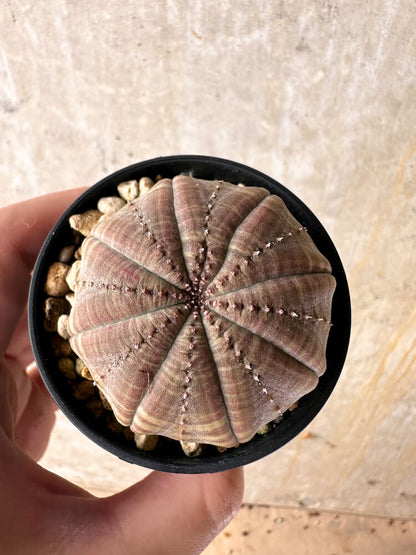 【現品限り】ユーフォルビア・オベサ【I32】 Euphorbia obesa