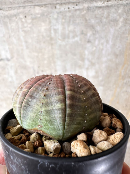 【現品限り】ユーフォルビア・オベサ【I32】 Euphorbia obesa