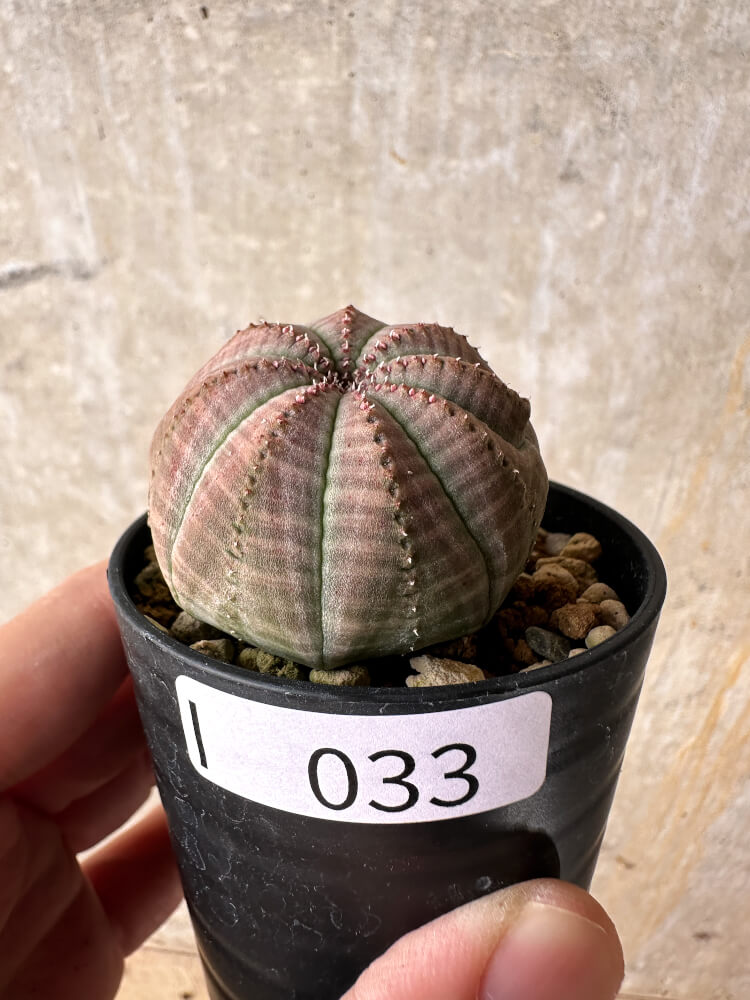 【現品限り】ユーフォルビア・オベサ【I33】 Euphorbia obesa