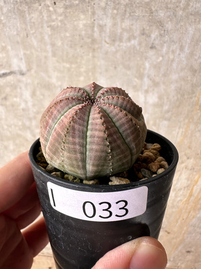 【現品限り】ユーフォルビア・オベサ【I33】 Euphorbia obesa