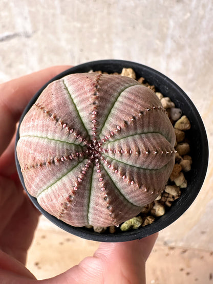 【現品限り】ユーフォルビア・オベサ【I33】 Euphorbia obesa