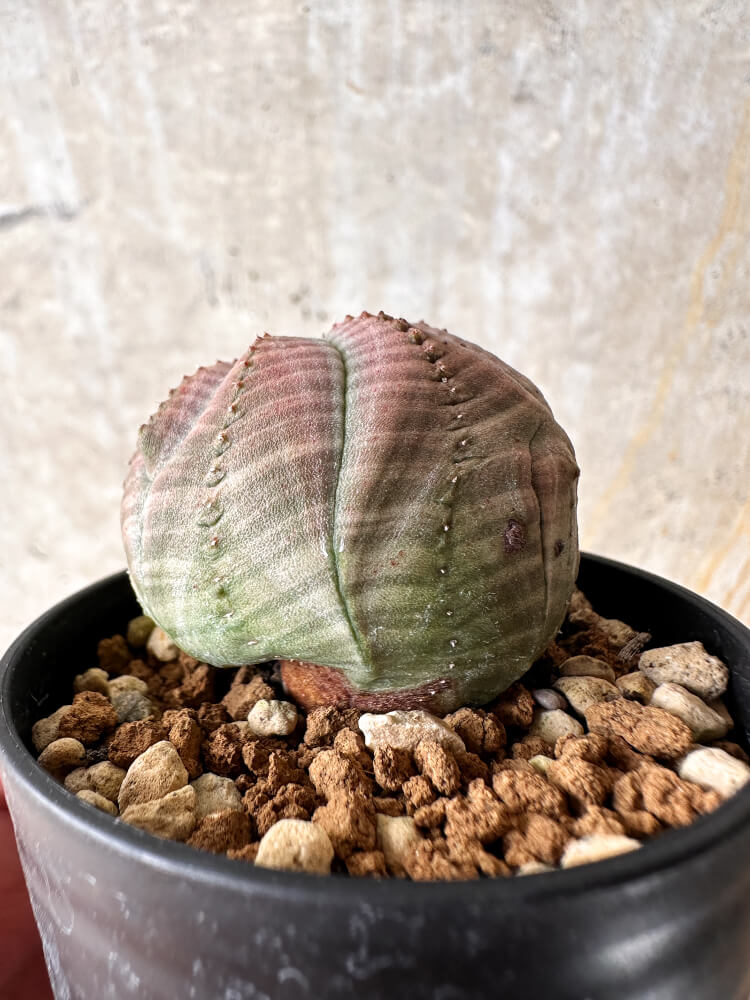 【現品限り】ユーフォルビア・オベサ【I33】 Euphorbia obesa