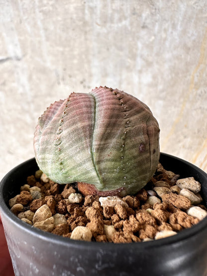 【現品限り】ユーフォルビア・オベサ【I33】 Euphorbia obesa