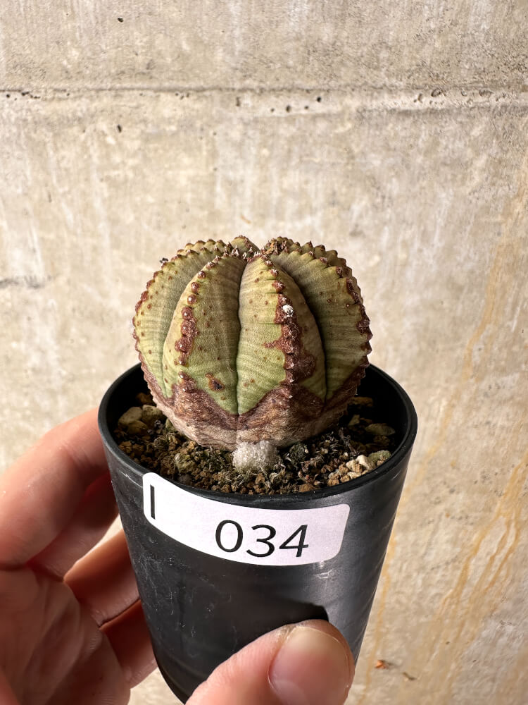 【現品限り】ユーフォルビア・オベサ【I34】 Euphorbia obesa