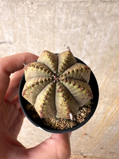 【現品限り】ユーフォルビア・オベサ【I34】 Euphorbia obesa