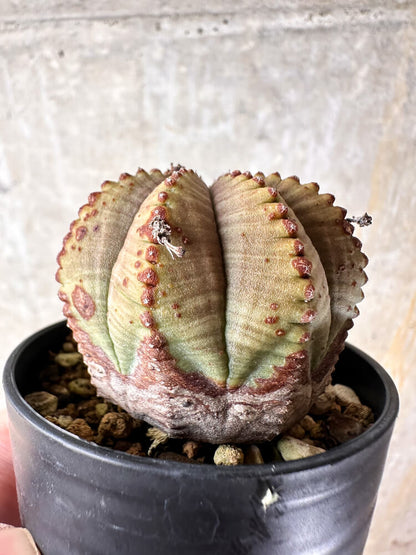 【現品限り】ユーフォルビア・オベサ【I34】 Euphorbia obesa