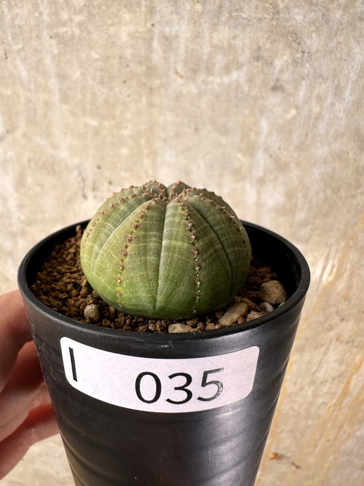 現品限り】ユーフォルビア・オベサ【I35】 Euphorbia obesa 塊根植物