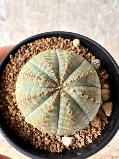 【現品限り】ユーフォルビア・オベサ【I35】 Euphorbia obesa