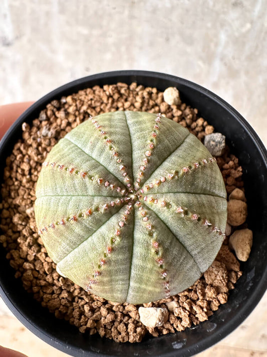 【現品限り】ユーフォルビア・オベサ【I35】 Euphorbia obesa