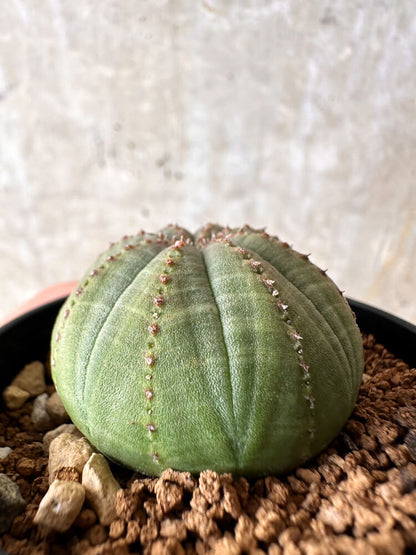 【現品限り】ユーフォルビア・オベサ【I35】 Euphorbia obesa