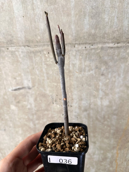 【現品限り】ユーフォルビア・アルブスクラ【I36】 Euphorbia arbuscula