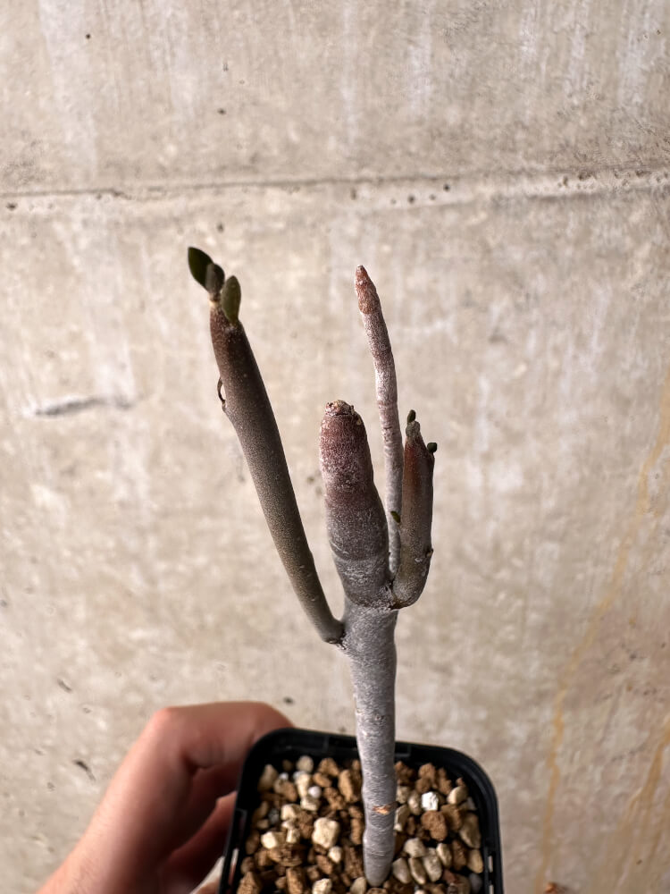 【現品限り】ユーフォルビア・アルブスクラ【I36】 Euphorbia arbuscula