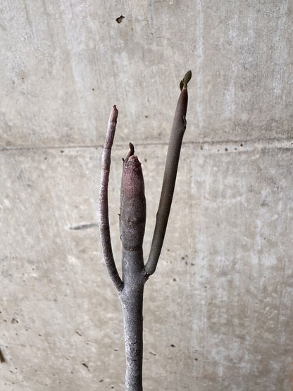 【現品限り】ユーフォルビア・アルブスクラ【I36】 Euphorbia arbuscula