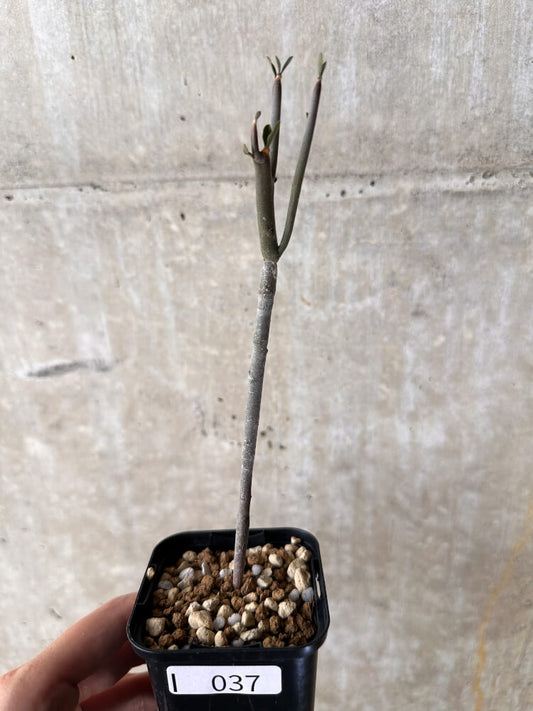 【現品限り】ユーフォルビア・アルブスクラ【I37】 Euphorbia arbuscula