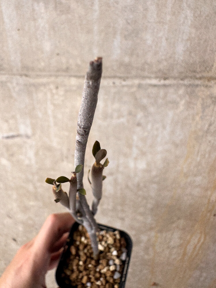 【現品限り】ユーフォルビア・アルブスクラ【I38】 Euphorbia arbuscula