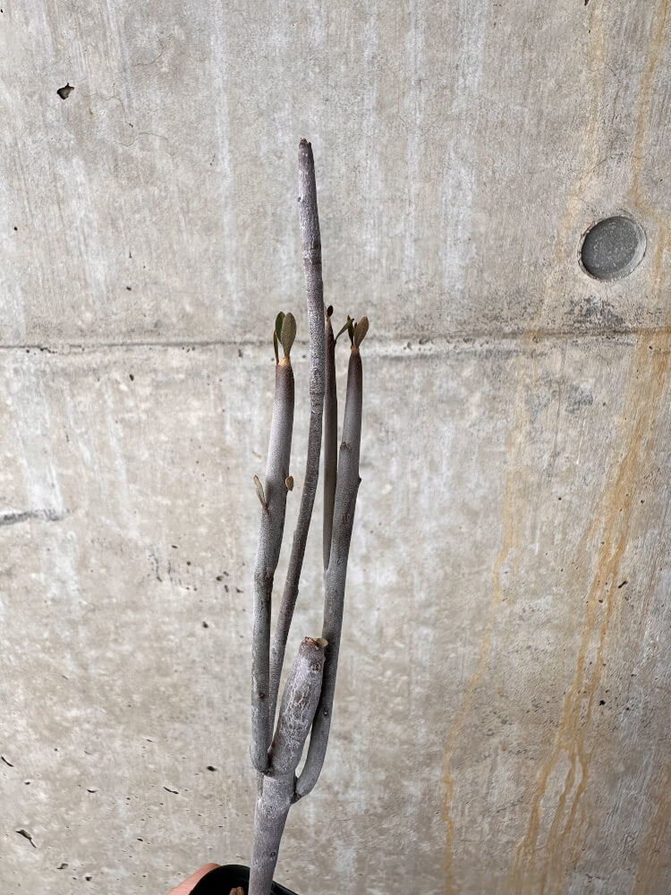 【現品限り】ユーフォルビア・アルブスクラ【I38】 Euphorbia arbuscula