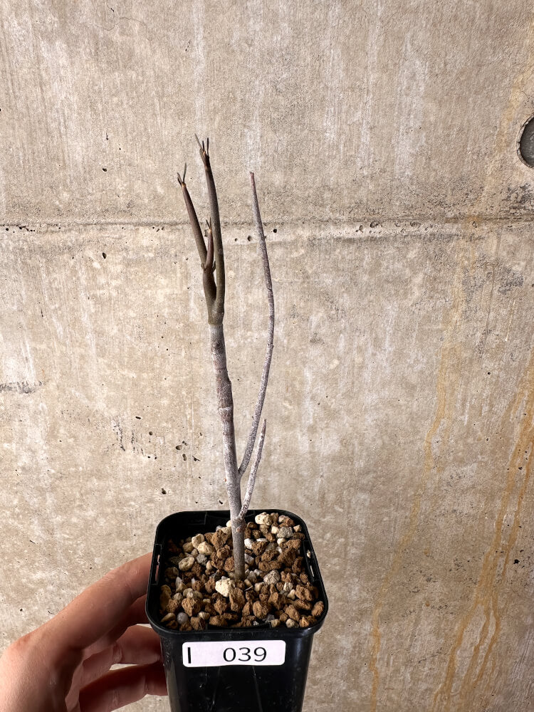 【現品限り】ユーフォルビア・アルブスクラ【I39】 Euphorbia arbuscula