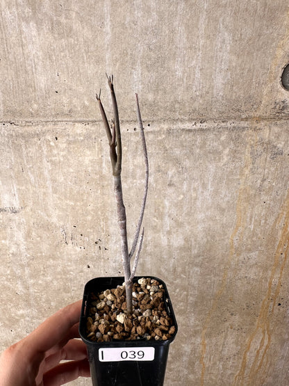 【現品限り】ユーフォルビア・アルブスクラ【I39】 Euphorbia arbuscula