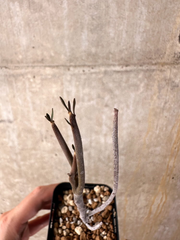 【現品限り】ユーフォルビア・アルブスクラ【I39】 Euphorbia arbuscula