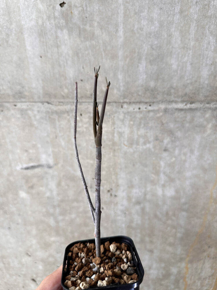 【現品限り】ユーフォルビア・アルブスクラ【I39】 Euphorbia arbuscula