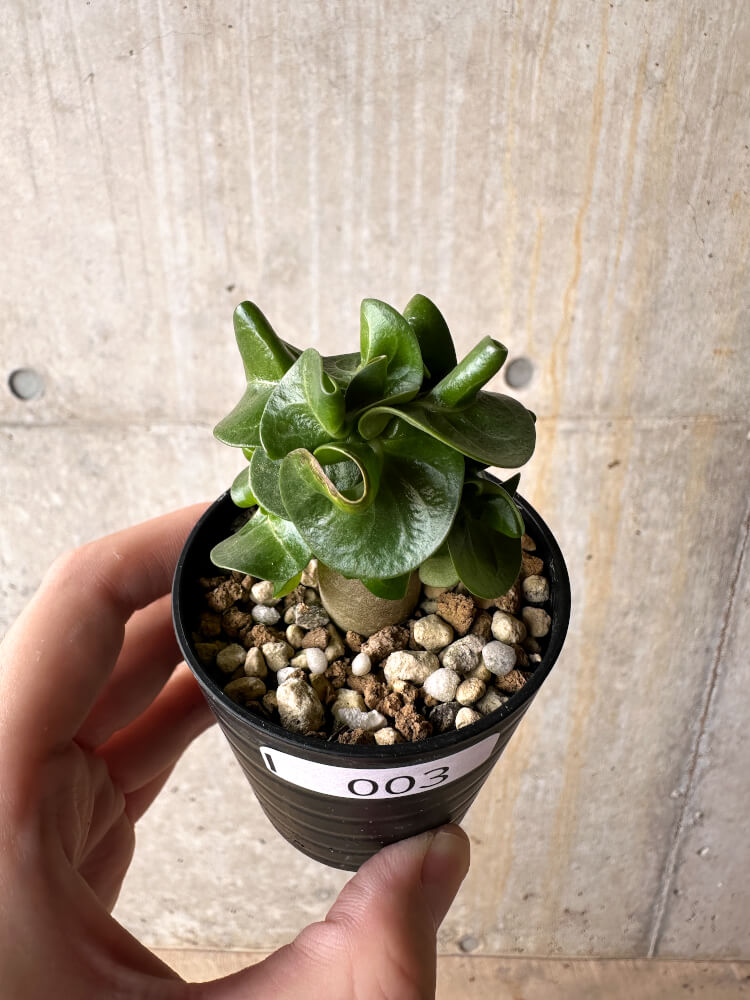 【現品限り】アデニウム・DHA 葉巻【I3】 Adenium DHA