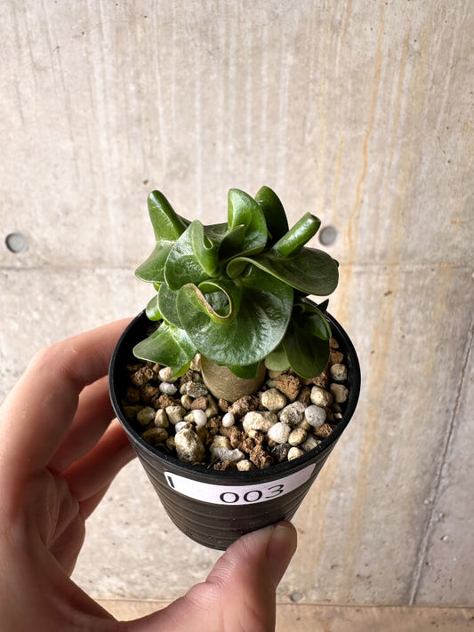 【現品限り】アデニウム・DHA 葉巻【I3】 Adenium DHA