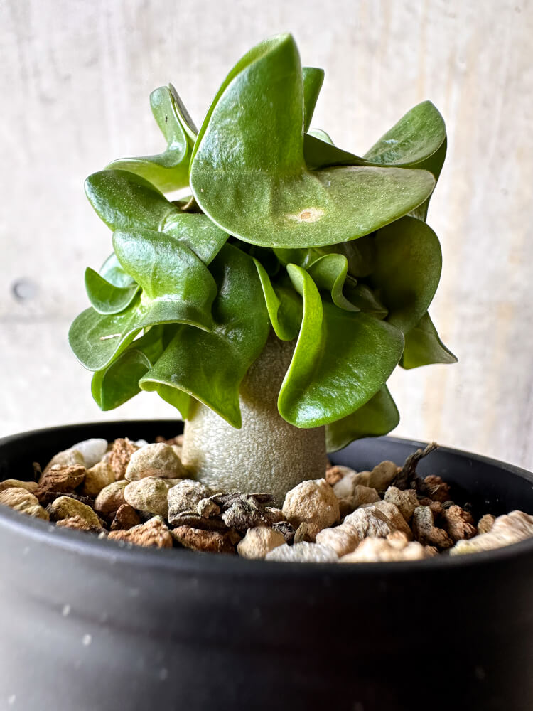 【現品限り】アデニウム・DHA 葉巻【I3】 Adenium DHA