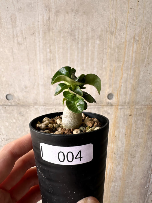 【現品限り】アデニウム・DHA 葉巻【I4】 Adenium DHA