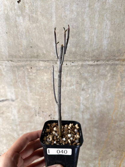 【現品限り】ユーフォルビア・アルブスクラ【I40】 Euphorbia arbuscula