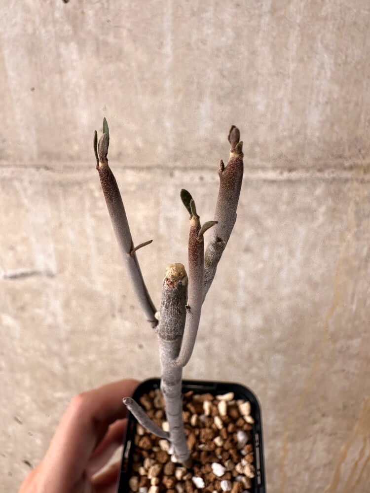 【現品限り】ユーフォルビア・アルブスクラ【I40】 Euphorbia arbuscula