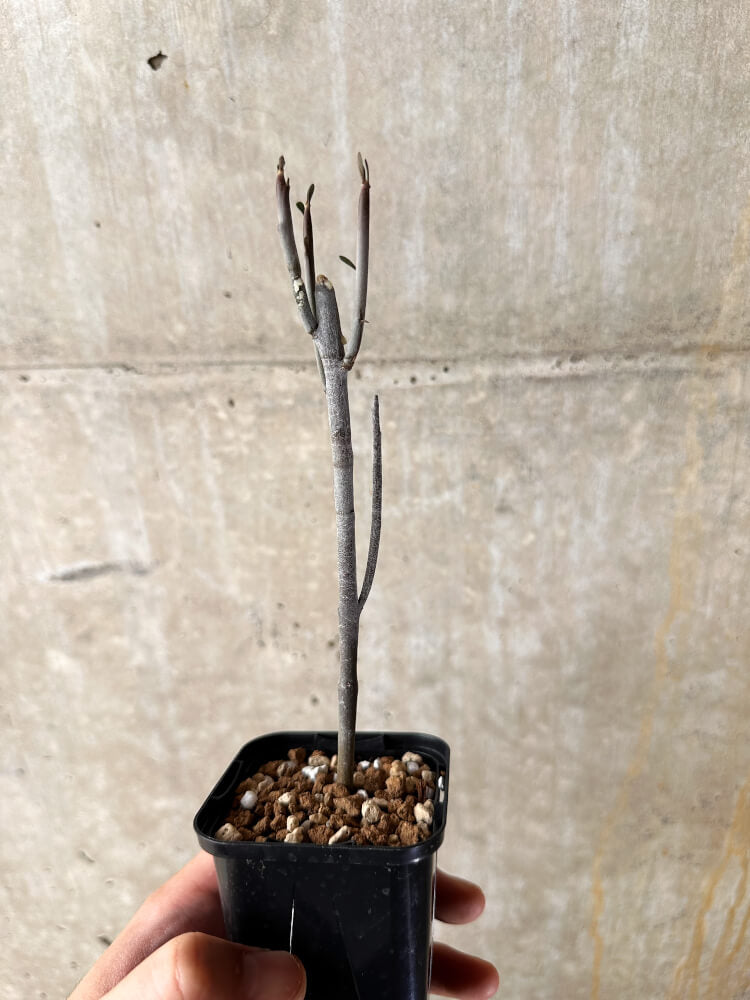 【現品限り】ユーフォルビア・アルブスクラ【I40】 Euphorbia arbuscula