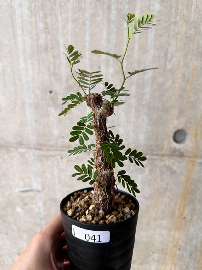 【現品限り】センナ・メリディオナリス 実生【I41】 Senna meridionalis