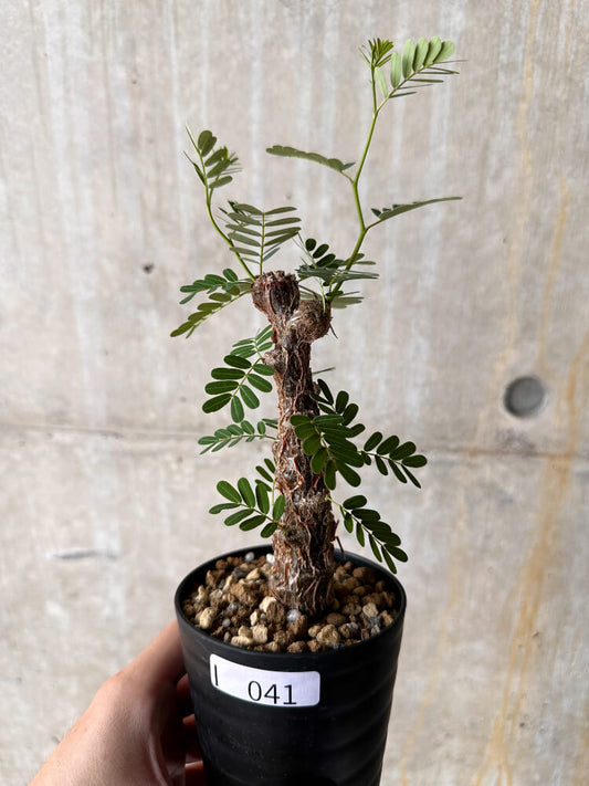 【現品限り】センナ・メリディオナリス 実生【I41】 Senna meridionalis