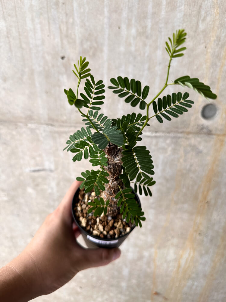 【現品限り】センナ・メリディオナリス 実生【I41】 Senna meridionalis