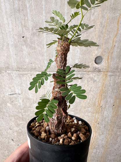 【現品限り】センナ・メリディオナリス 実生【I41】 Senna meridionalis