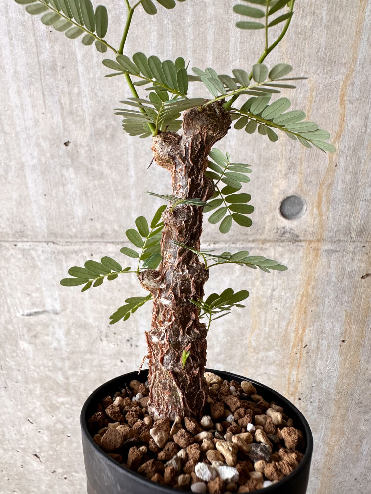 【現品限り】センナ・メリディオナリス 実生【I41】 Senna meridionalis