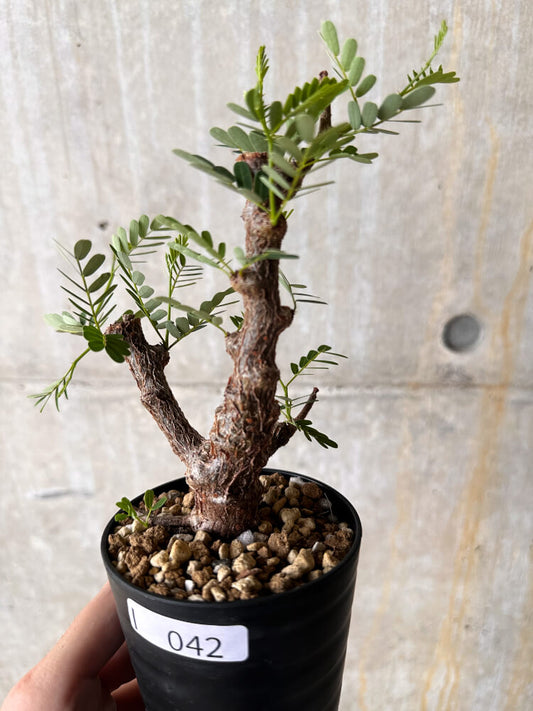 【現品限り】センナ・メリディオナリス 実生【I42】 Senna meridionalis