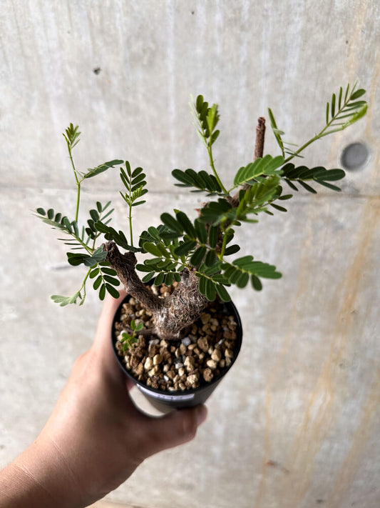 【現品限り】センナ・メリディオナリス 実生【I42】 Senna meridionalis