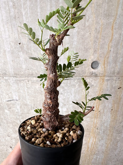 【現品限り】センナ・メリディオナリス 実生【I42】 Senna meridionalis