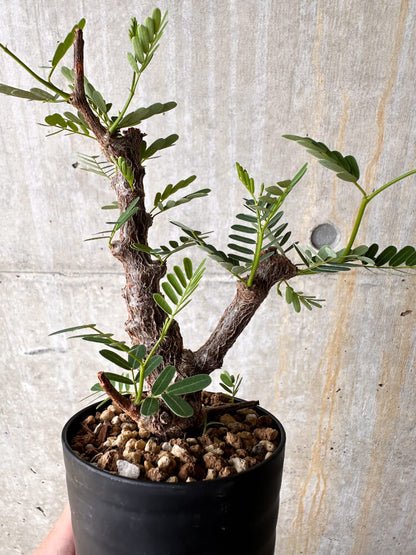 【現品限り】センナ・メリディオナリス 実生【I42】 Senna meridionalis