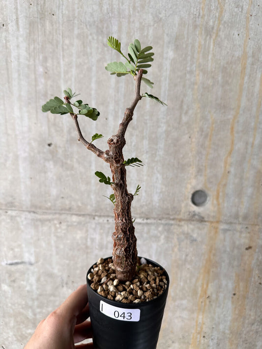 【現品限り】センナ・メリディオナリス 実生【I43】 Senna meridionalis