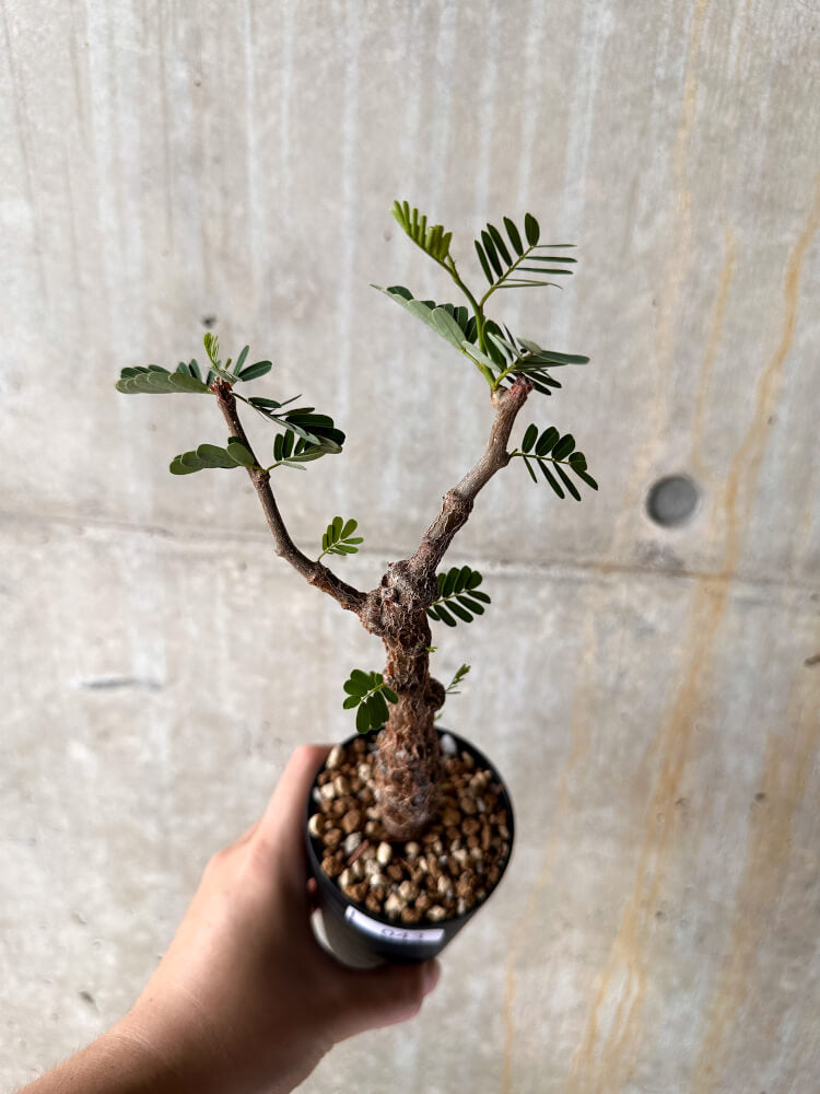 【現品限り】センナ・メリディオナリス 実生【I43】 Senna meridionalis