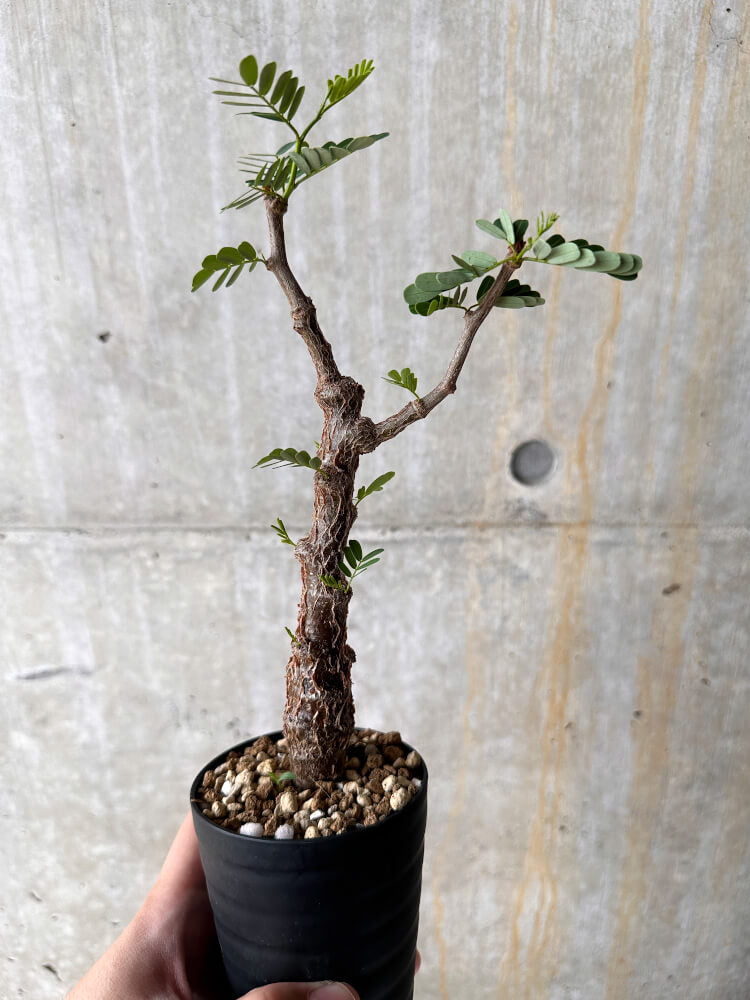 現品限り】センナ・メリディオナリス 実生【I43】 Senna meridionalis