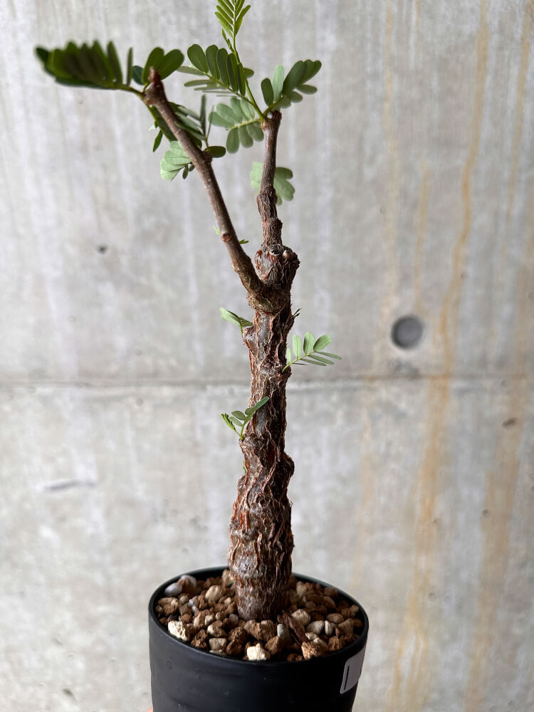 現品限り】センナ・メリディオナリス 実生【I43】 Senna meridionalis
